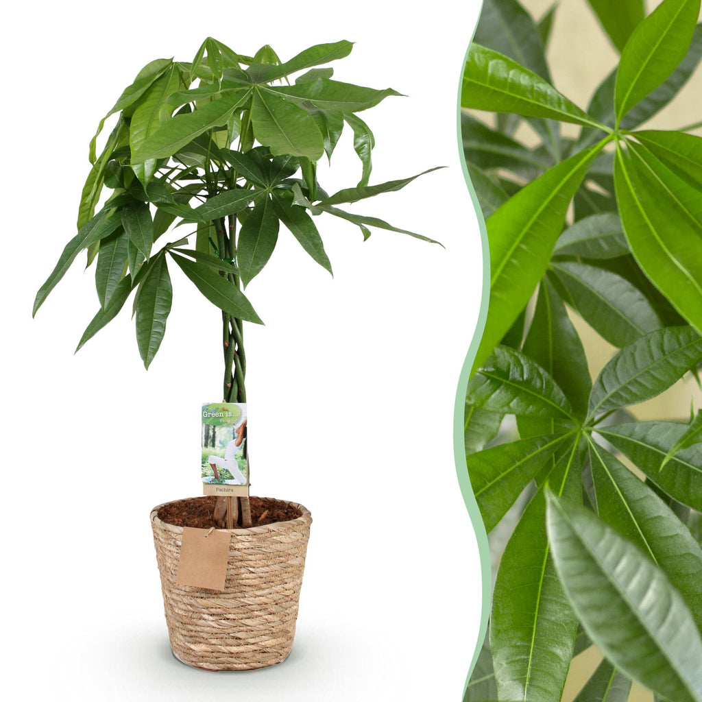 Pachira Aquatica mit geflochtenem Stamm – 80-90cm – 21cm – Inklusive Korb – Pflegeleichter Geldbaum – Luftreinigende Grünpflanze – Plant