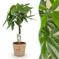 Pachira Aquatica mit geflochtenem Stamm – 80-90cm – 21cm – Inklusive Korb – Pflegeleichter Geldbaum – Luftreinigende Grünpflanze – Plant