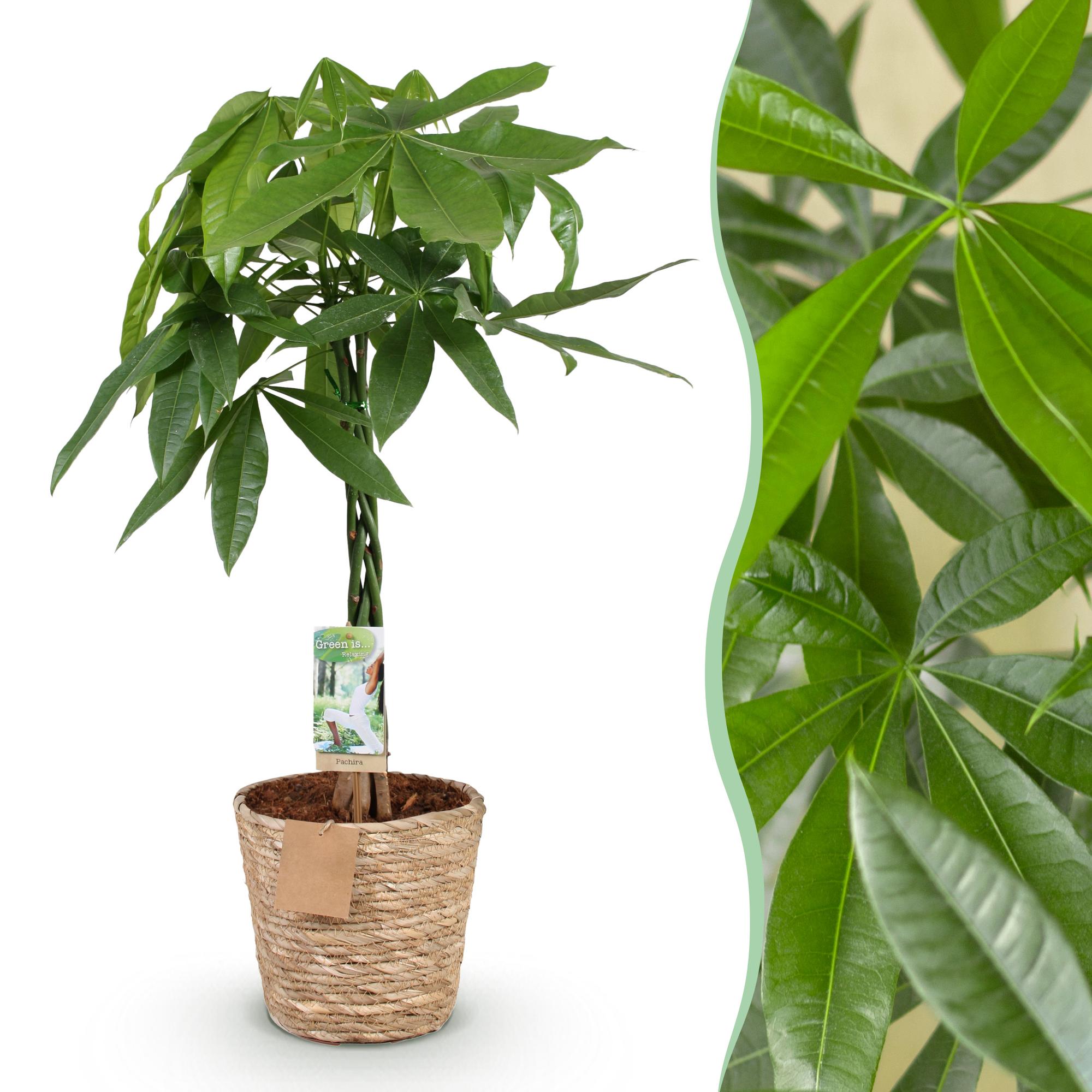 Pachira Aquatica mit geflochtenem Stamm – 80-90cm – 21cm – Inklusive Korb – Pflegeleichter Geldbaum – Luftreinigende Grünpflanze – Plant