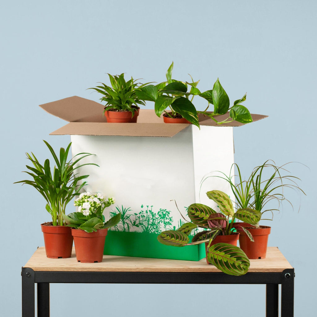 Zimmerpflanzen 6er Set – Save Me Box – Überraschungs – Zimmerpflanzen – Pflegeleicht & Vielseitig – Plant