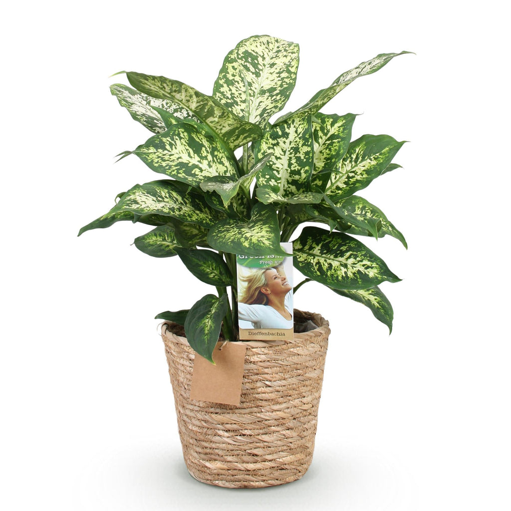 Dieffenbachia Compacta – 45-50cm – 17cm inkl. Naturkorb – Pflegeleichte bunte Zimmerpflanze – Marmoriertes Blattwerk – Plant
