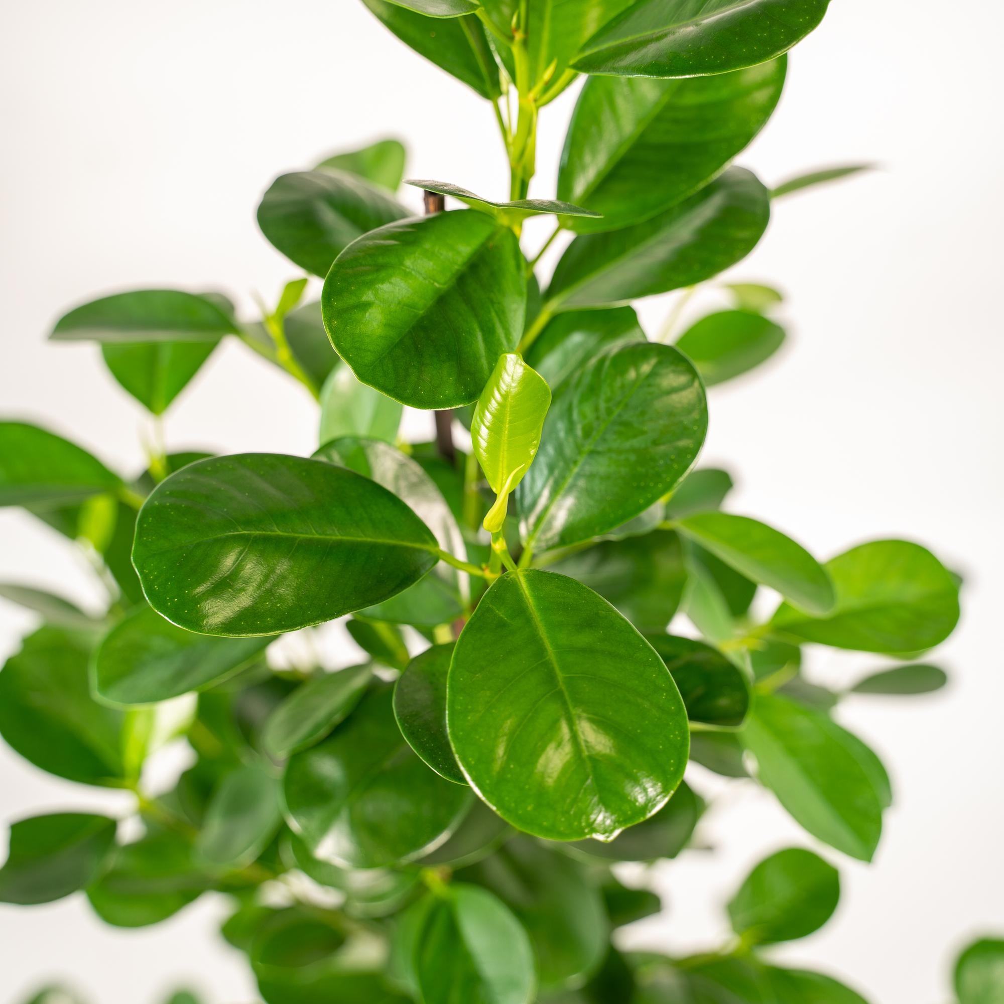 Ficus microcarpa Moclame – Ø21cm – ↕95cm inkl. Naturkorb – Pflegeleichte luftreinigende Zimmerpflanze – Edle Ficus – für Zimmer & Büro – Plant