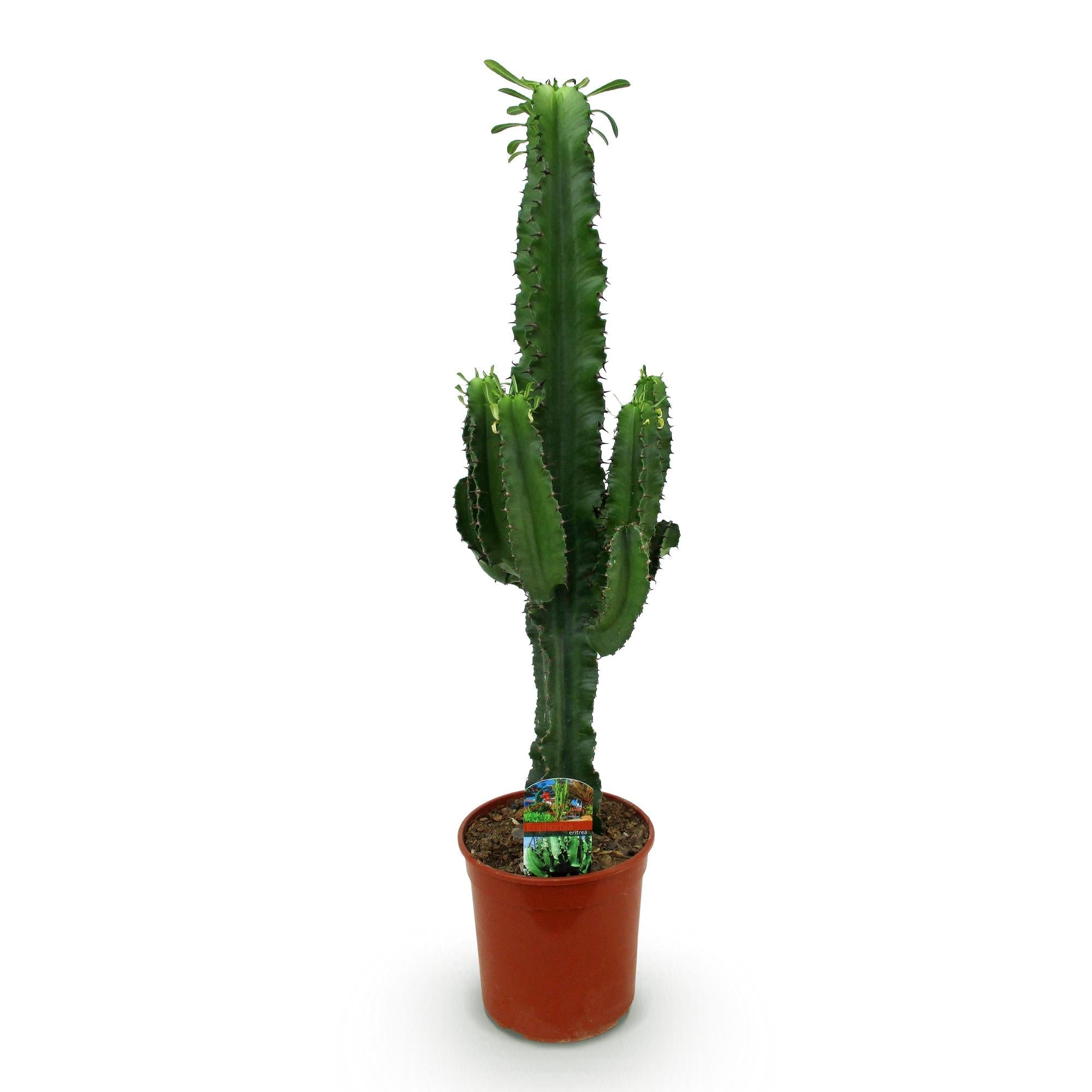 Wolfsmilchkaktus Euphorbia Eritrea – Afrikanischer Milchbaum – 70cm – 19cm – Pflegeleichte Sukkulente mit markanten Stängeln – Robuste Zimmerpflanze – Plant