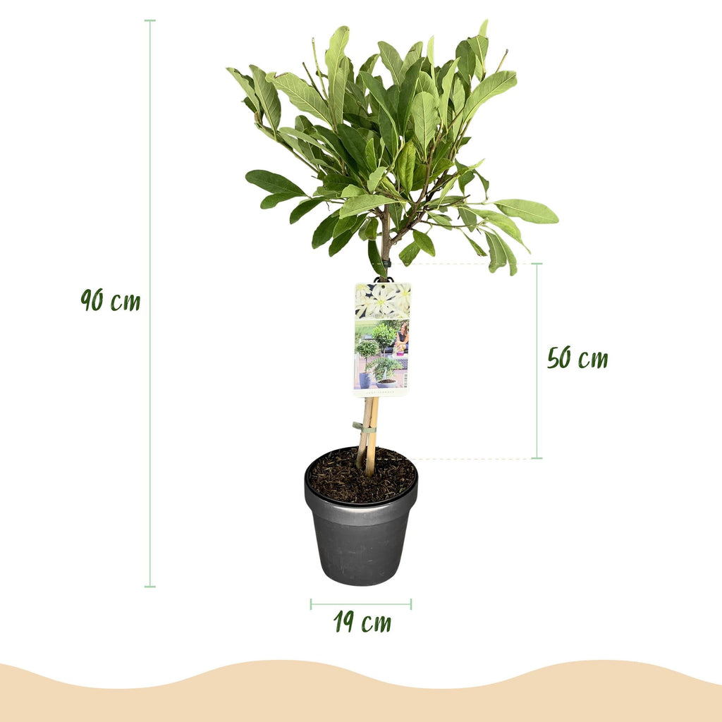Sternmagnolie Magnolia stellata – 19cm Höhe ca.90cm – Weiß blühend – Laubabwerfend & winterhart – Elegante Magnolie für Beet Balkon Terrasse – Plant