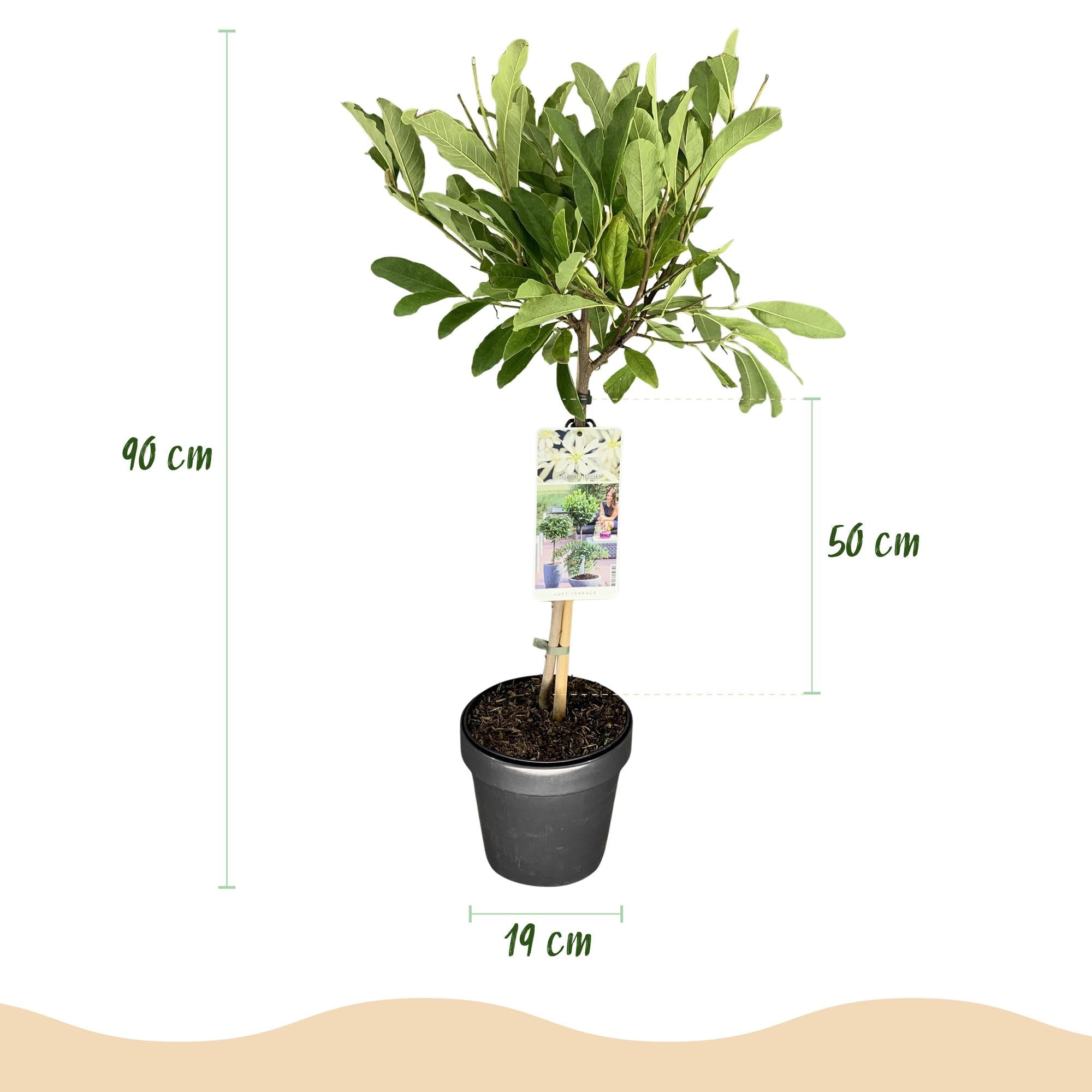 Sternmagnolie Magnolia stellata – 19cm Höhe ca.90cm – Weiß blühend – Laubabwerfend & winterhart – Elegante Magnolie für Beet Balkon Terrasse – Plant