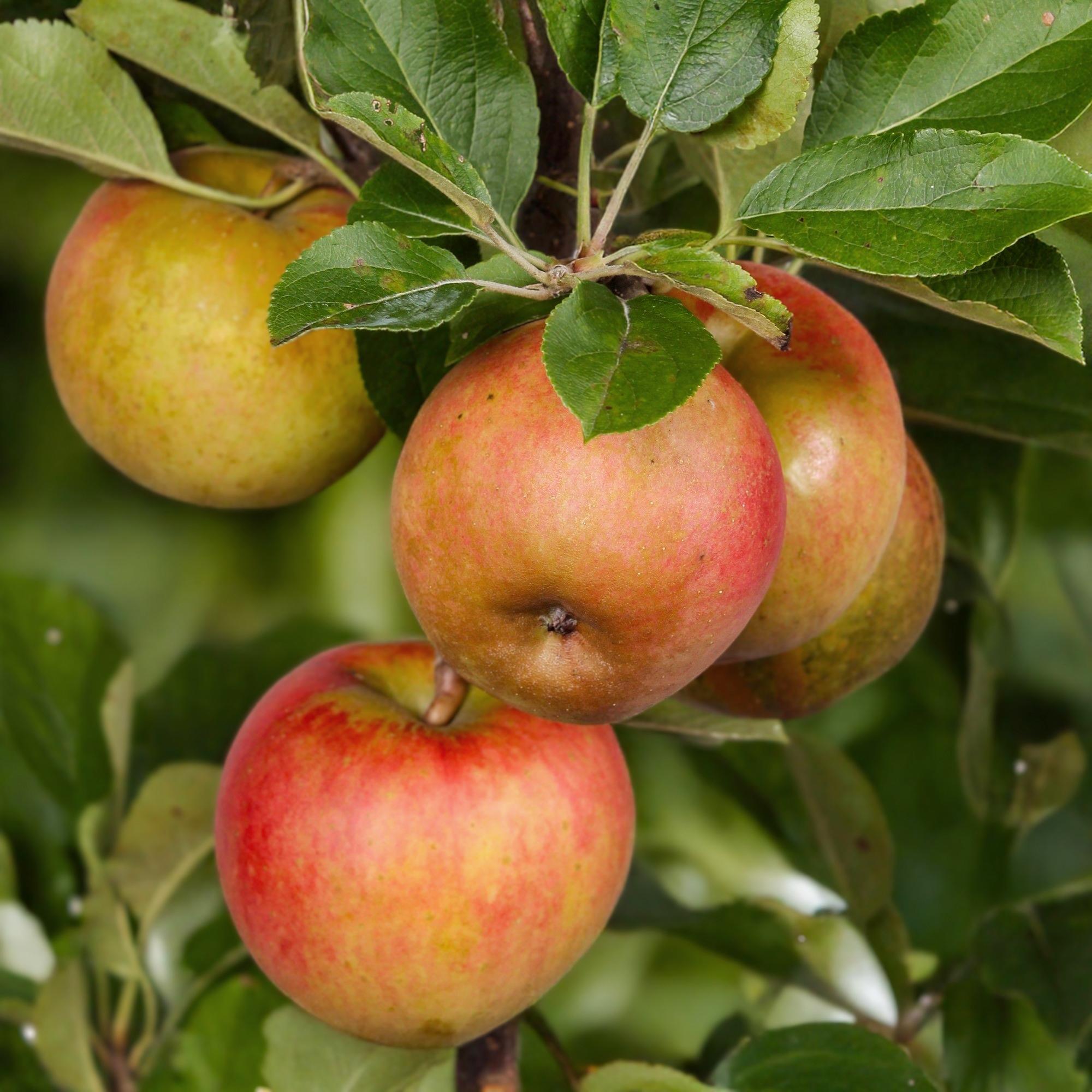 Apfelbaum – Malus domestica 'Elstar' – Rote & grüne Äpfel – Obstbaum für Garten & Balkon – Pflegeleicht – Topf Ø21cm – Höhe ca. 90cm – Plant