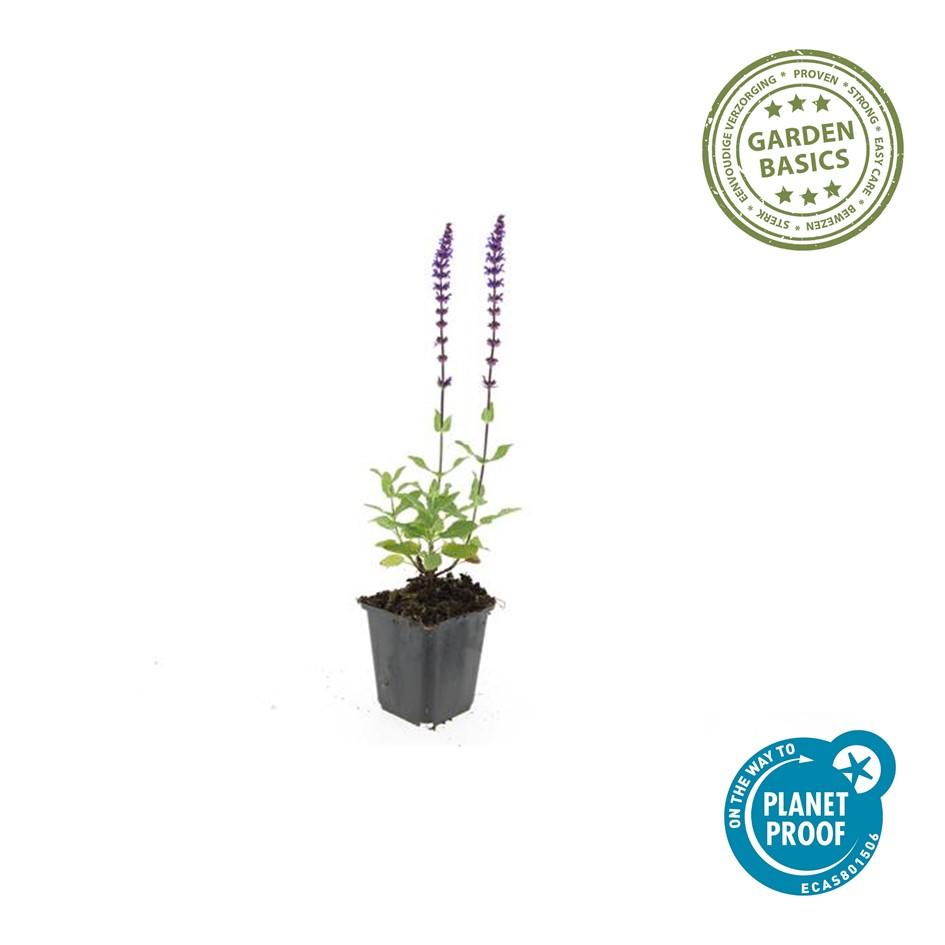 Blüten Salbei Salvia nemorosa Caradonna – ↕10-25cm – Ø9cm – Tiefviolett – Bienenfreundlich – Pflegeleicht – Sonniger Standort – Plant