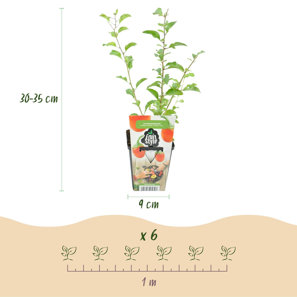 Goji – Beere Lycium barbarum winterhart Ø9cm Höhe 30cm – Rote orange Beerenpflanze für Garten Beet Balkon & Terrasse
