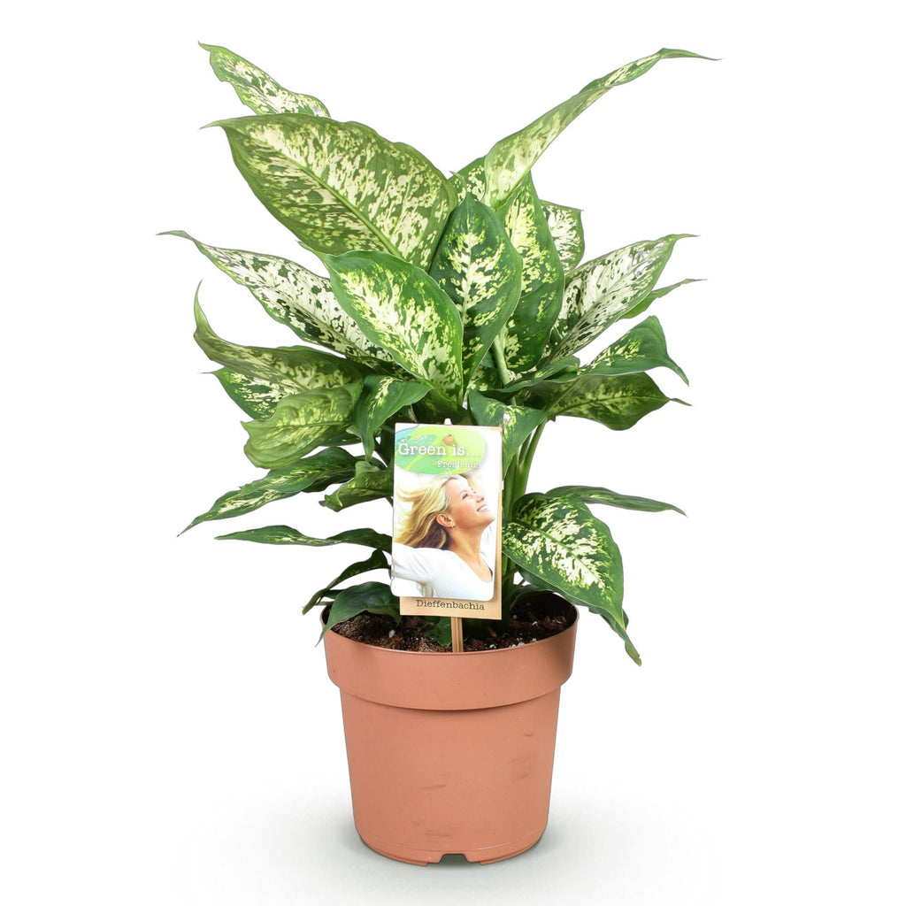 Dieffenbachia Compacta – Buntlaubige Zimmerpflanze – 17cm – Höhe 45-50cm – Pflegeleichte dekorative Blattpflanze für Wohn – und Arbeitsräume – Plant