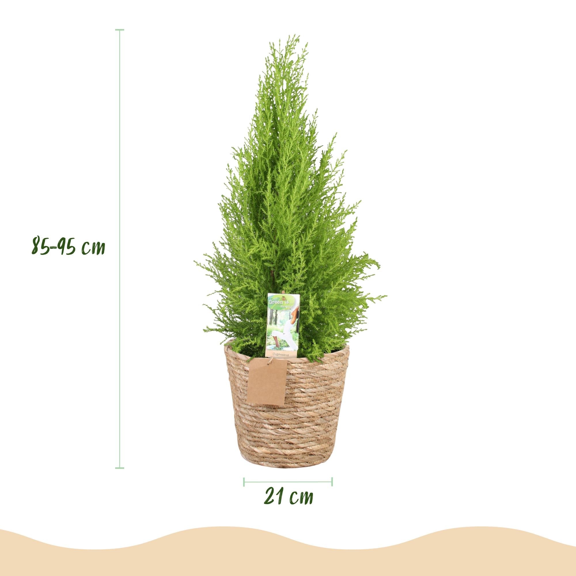 Cupressus Gold Crest Wilma – 85-95cm – 21cm inkl. Naturkorb – Pflegeleichte Zimmerkonifere – Plant