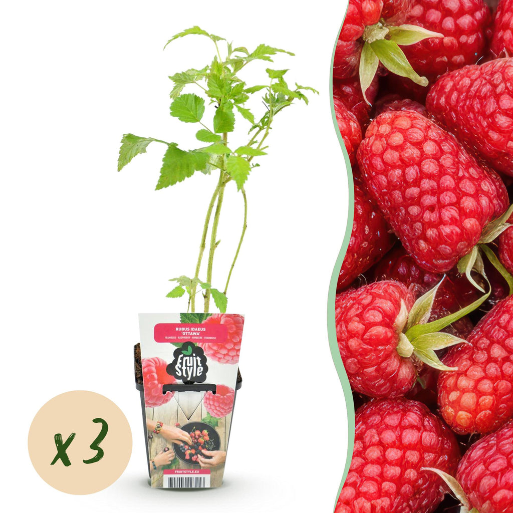 Himbeere Rubus idaeus Heritage winterhart 3 Pflanzen Ø9cm Höhe 30cm – Rote Himbeere für Garten Beet Balkon & Terrasse – Ertragreiche Obstpflanze