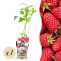 Himbeere Rubus idaeus Heritage winterhart 3 Pflanzen Ø9cm Höhe 30cm – Rote Himbeere für Garten Beet Balkon & Terrasse – Ertragreiche Obstpflanze