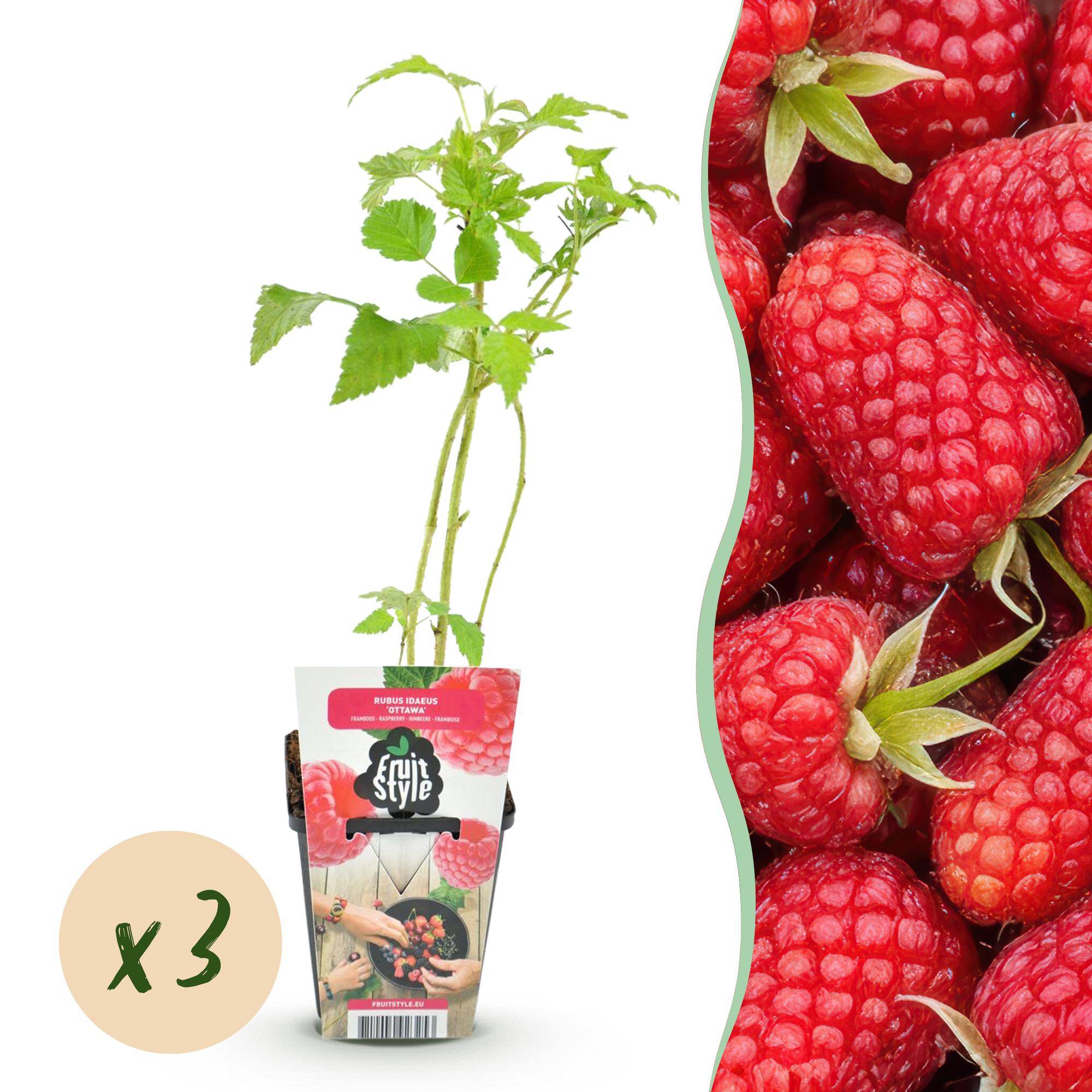 Himbeere Rubus idaeus Heritage winterhart 3 Pflanzen Ø9cm Höhe 30cm – Rote Himbeere für Garten Beet Balkon & Terrasse – Ertragreiche Obstpflanze