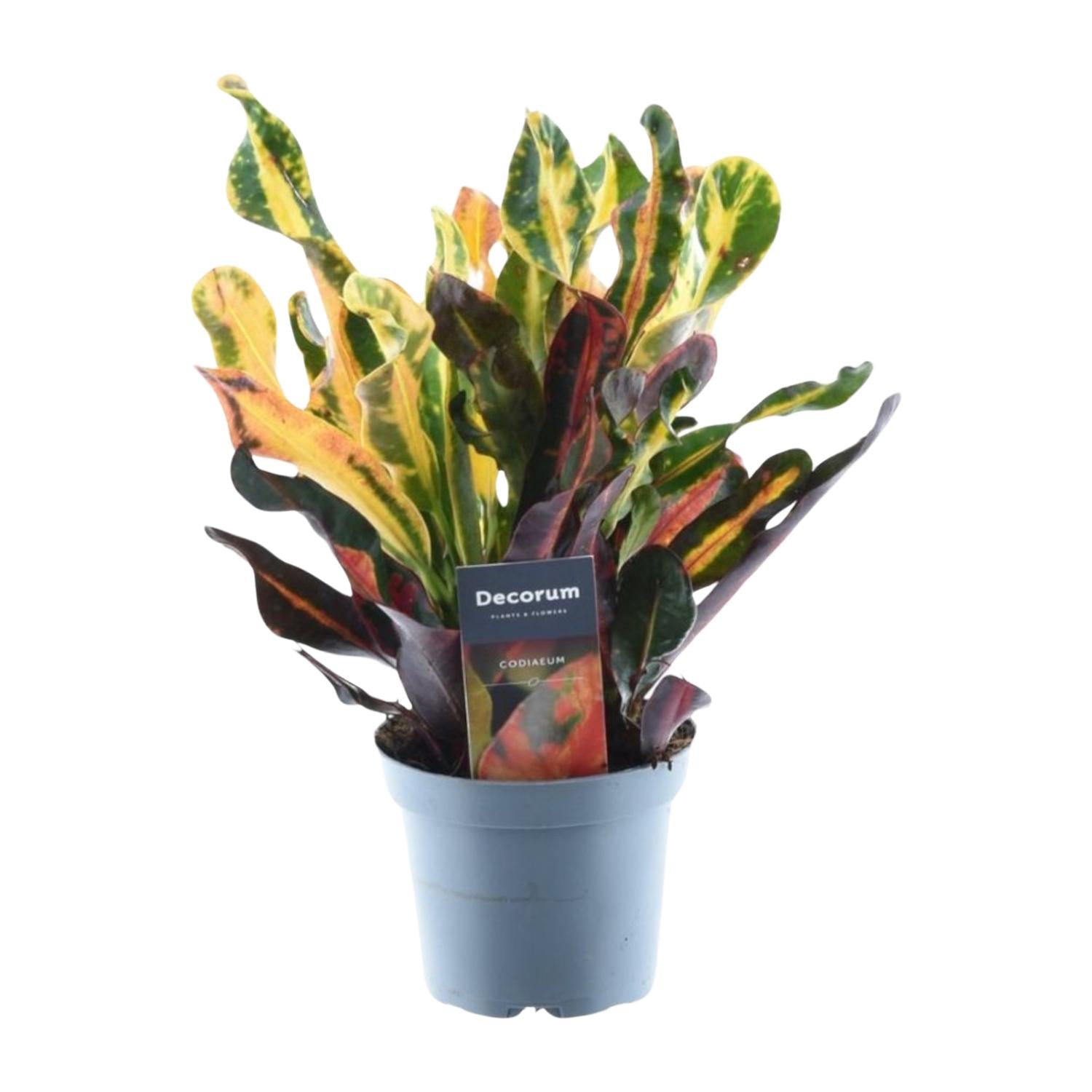 Wunderstrauch – Codiaeum variegatum 'Mammi' – Zimmerpflanze – ca. 30cm hoch – Ø12cm – Farbiges Laub – Pflegeleicht – Plant