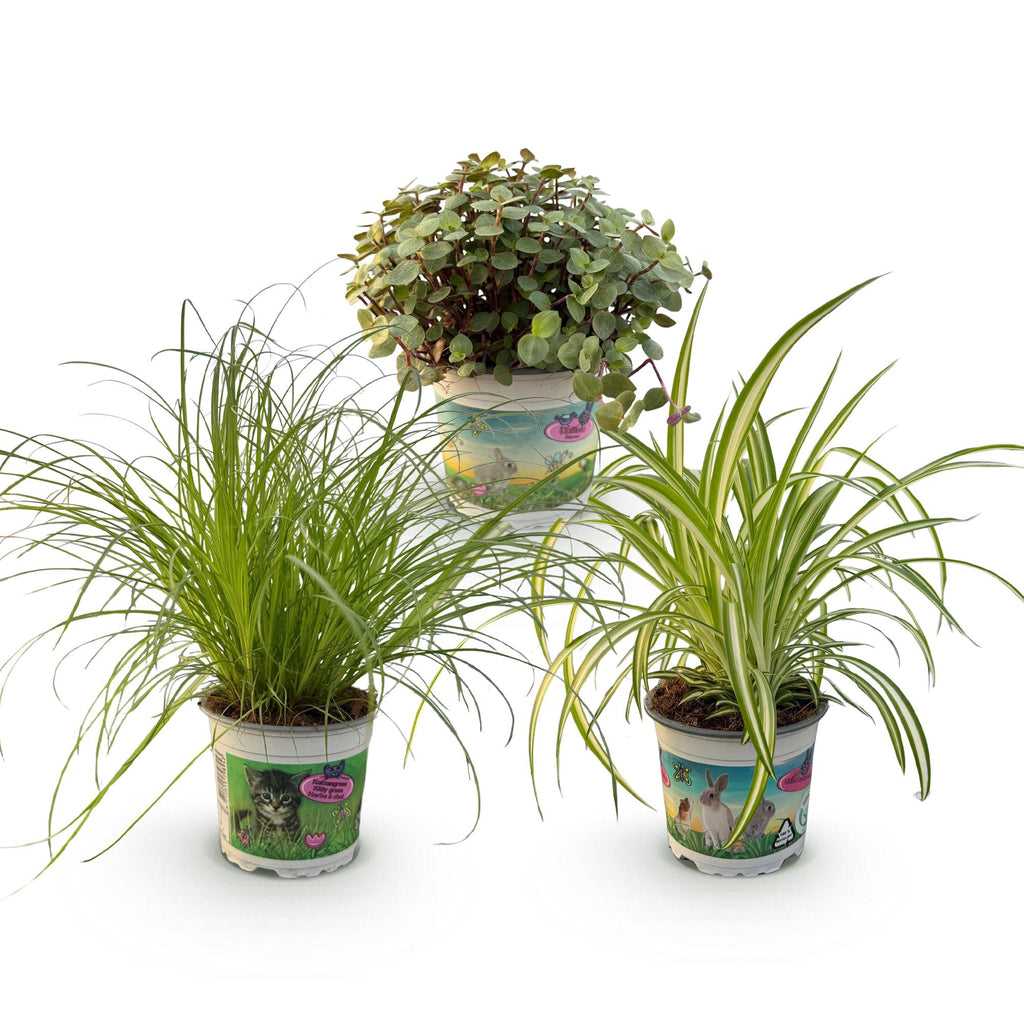Cyperus Calissia Chlorophytum Pflanzenmix – 3 haustierfreundliche Zimmerpflanzen – 3 Pflanzen im Set – 12cm – Höhe ca. 20cm – Pflegeleicht