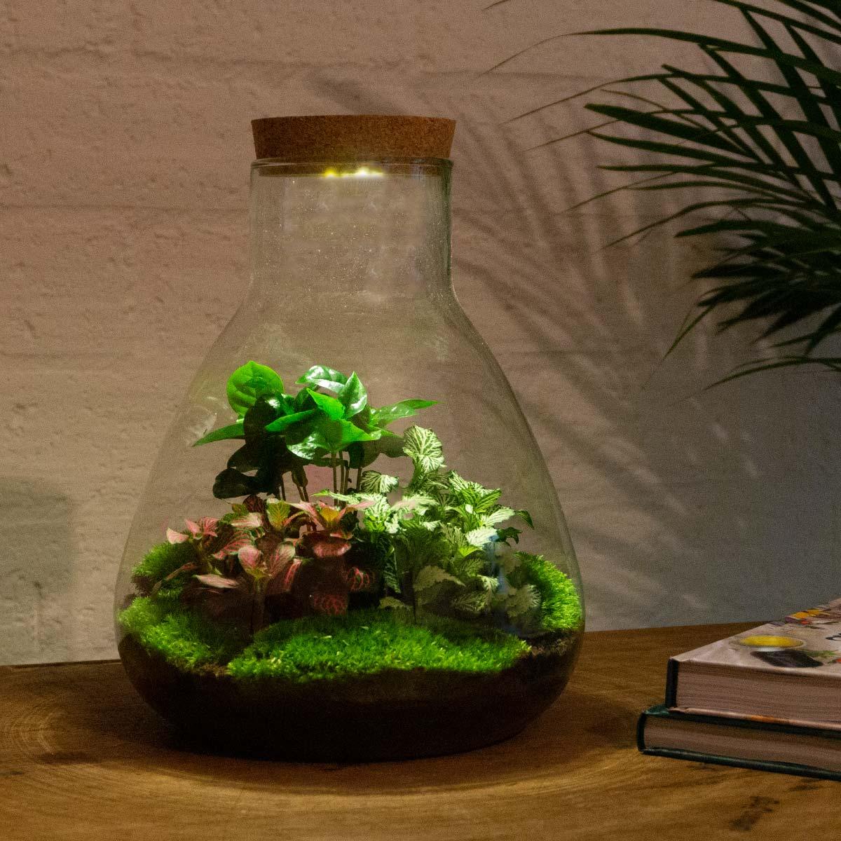Flaschengarten Sam mit LED – DIY Bausatz Terrarium – ↕30cm – Do – It – Yourself Pflanzen – Set mit LED – Beleuchtung & Korkdeckel – Plant