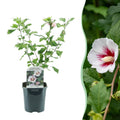 Garteneibisch Hibiscus syriacus Hamabo – Strauch – Blüte Hellrosa – Pflegeleicht – 17cm Höhe 45cm – Für sonnige & halbschattige Standorte – Plant