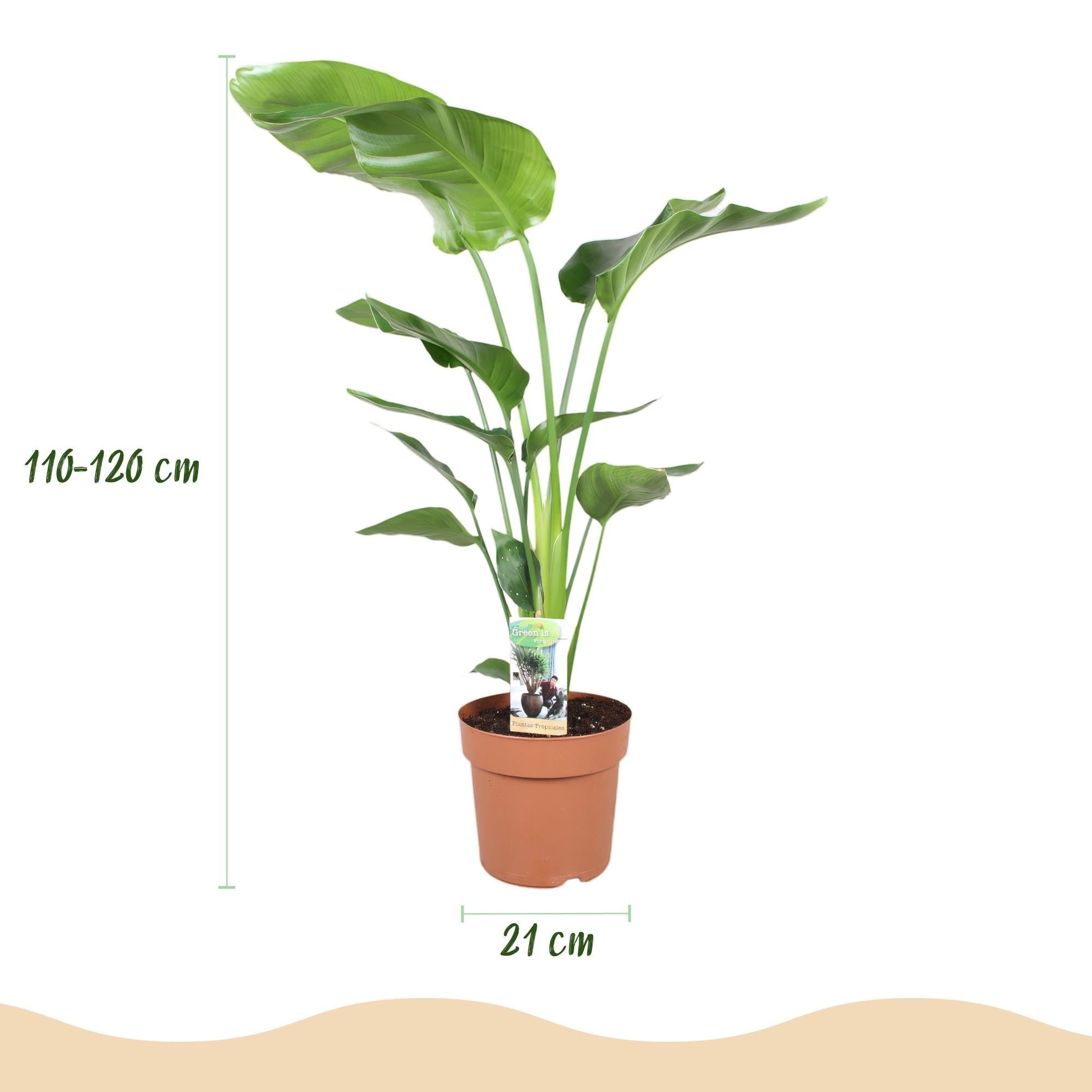 Strelitzia Nicolai Pflanze Mit Grauem Topf Ø21cm Höhe ca.110-120cm Paradiesvogelblume Großpflanze Pflegeleicht Grünpflanze Für Zimmer Büro &