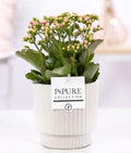 Kalanchoe Rosa in Keramiktopf Glänzend Weiß – Ø12cm ↕27cm – Blühende Zimmerpflanze mit rosa Blüten – Pflegeleicht & langlebig – Plant