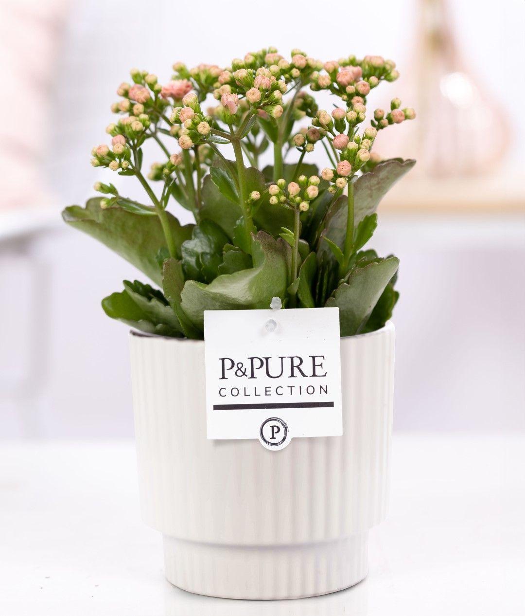 Kalanchoe Rosa in Keramiktopf Glänzend Weiß – Ø12cm ↕27cm – Blühende Zimmerpflanze mit rosa Blüten – Pflegeleicht & langlebig – Plant