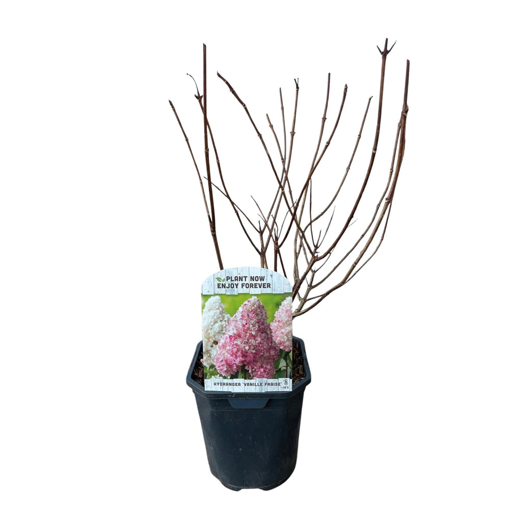 Rispenhortensie – Hydrangea panniculata Vanille Fraise – Blüte Weiß – Rosa – Laubabwerfend – Große Blüten – 17cm – Höhe ca. 50cm – Plant