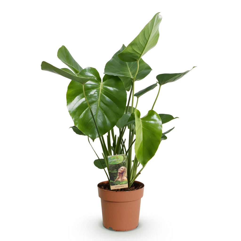 Monstera Deliciosa Fensterblatt Zimmerpflanze – Pflegeleichte Tropenpflanze 17cm – Höhe ca.50-55cm – Große Grünpflanze für Wohnzimmer & Büro