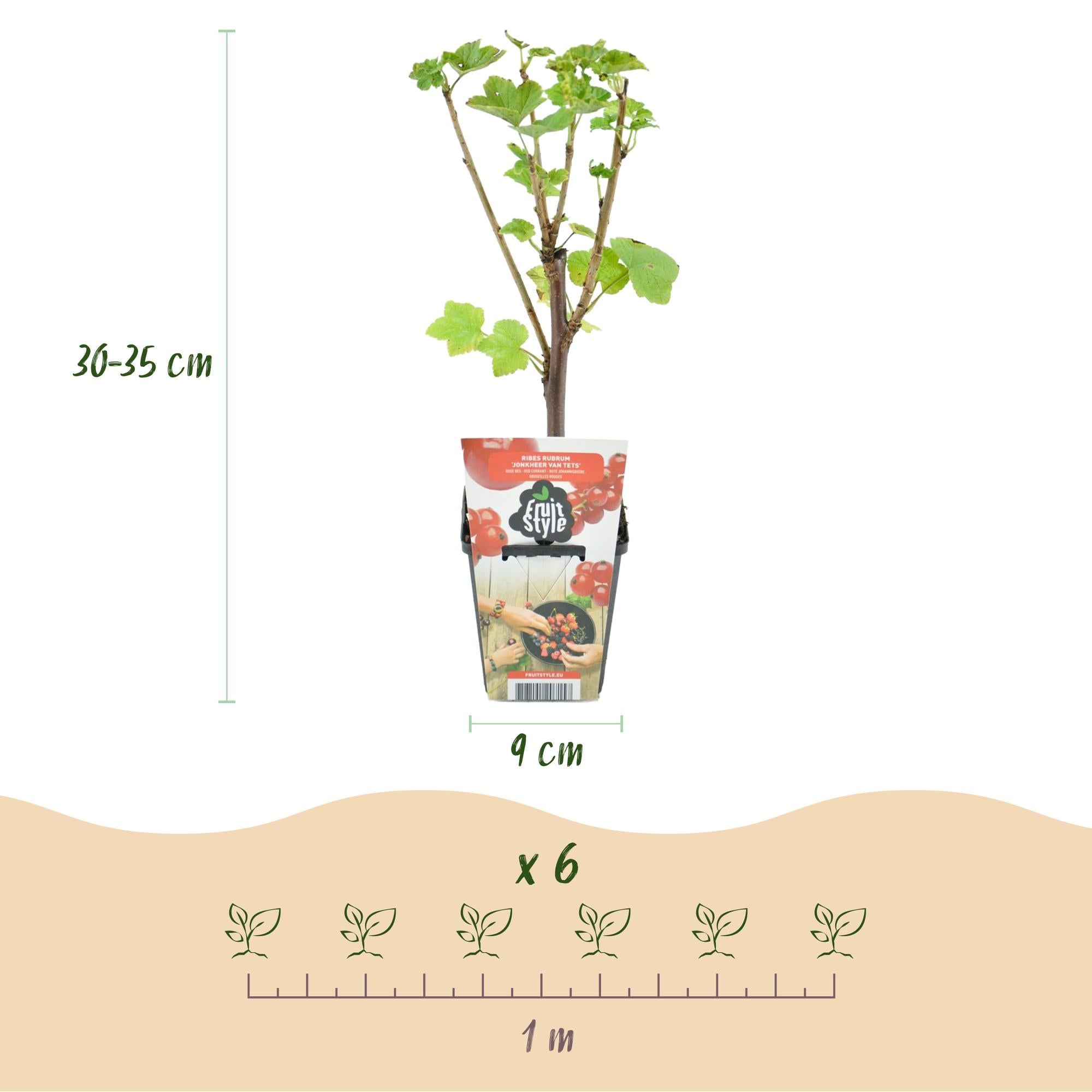 Obstpflanzen Set winterhart 4 Pflanzen Ø9cm Höhe 30cm – Rote Johannisbeere Gelbe Himbeere Schwarze Brombeere Blaubeere – Für Garten Balkon & Terrasse