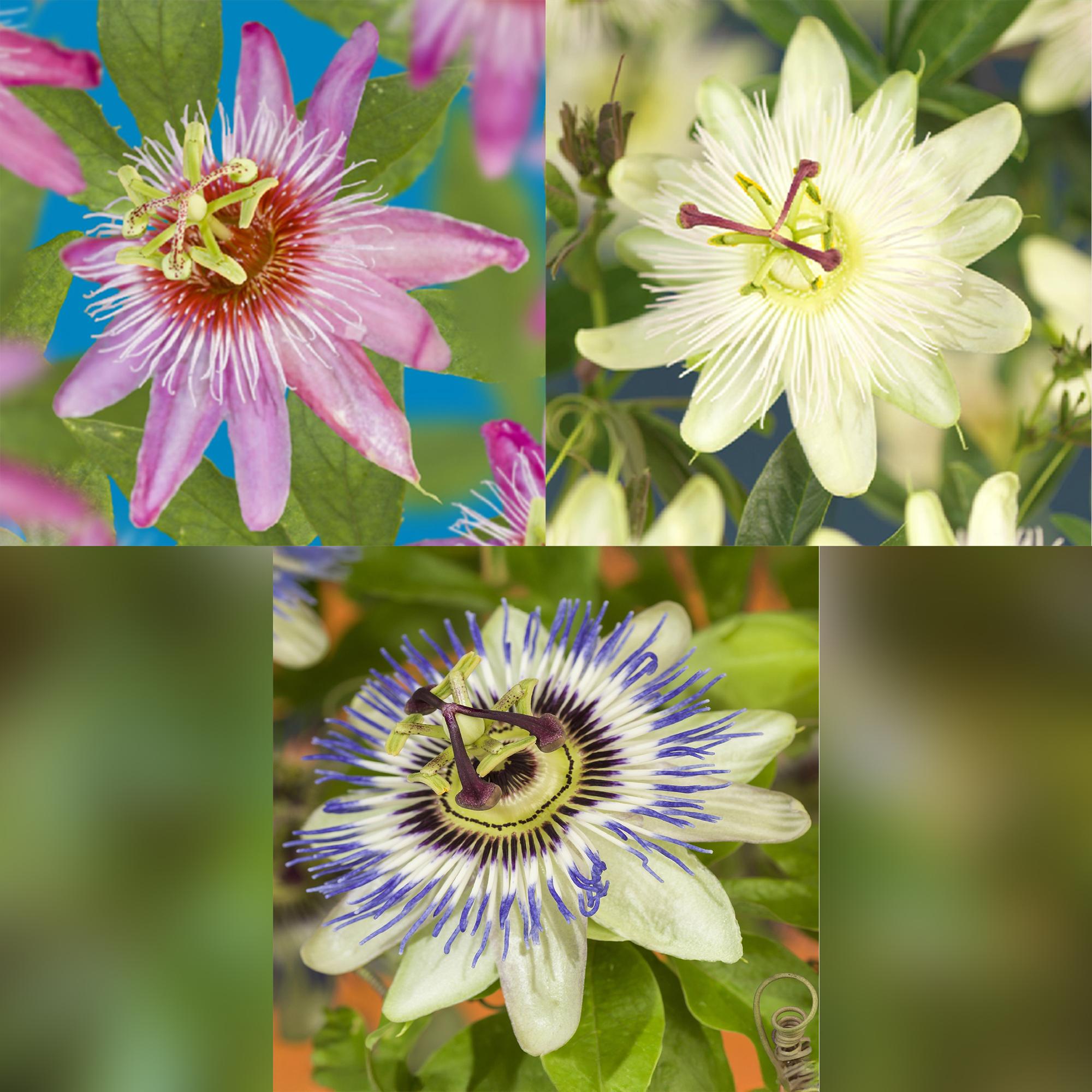 Passionsblume Passiflora Tricolour – Blüte Rosa, Weiß & Lila – Wenig Pflege – 3 Pflanzen – 11cm Höhe 40cm – Ideal für Balkon, Garten & Pergolen – Plant
