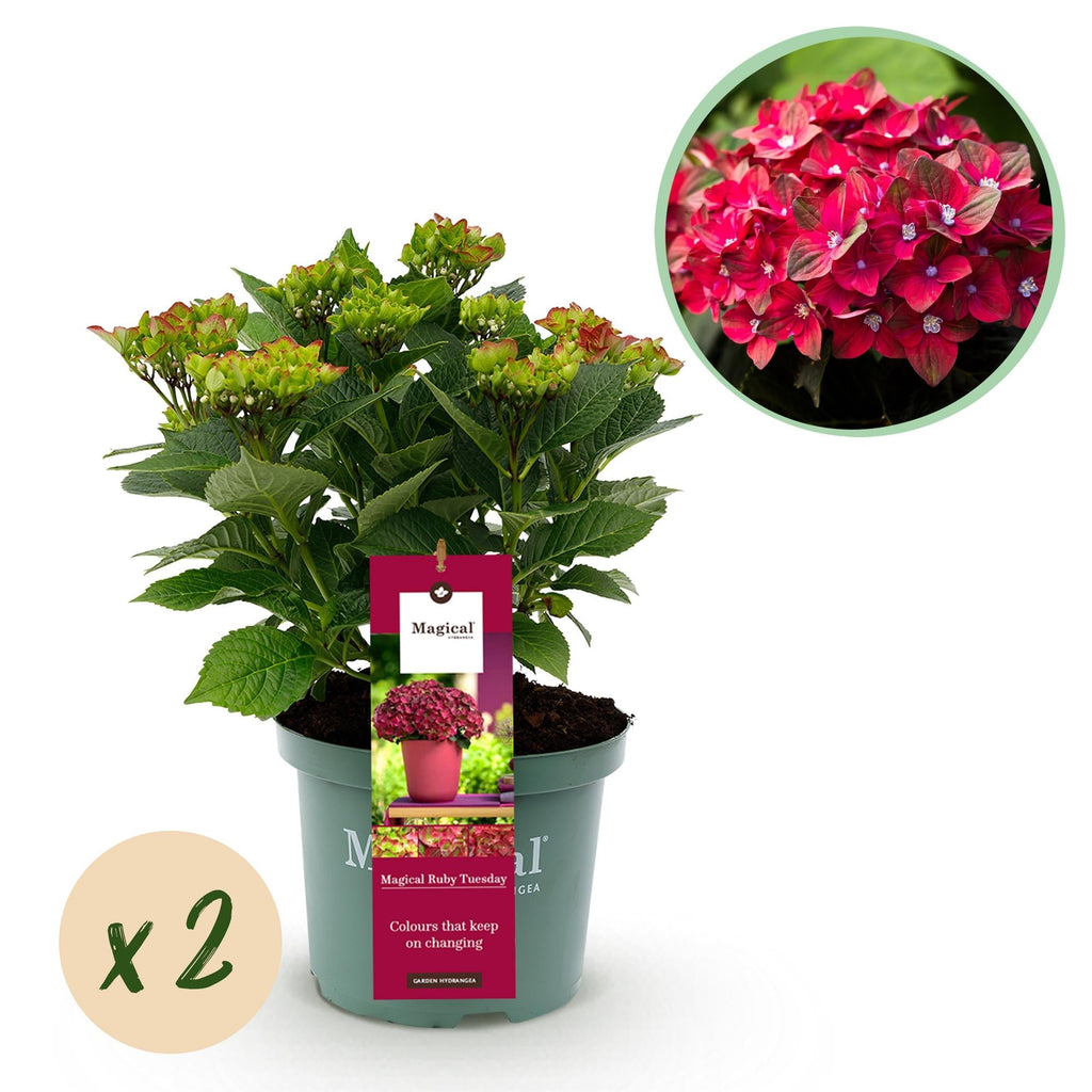 Hydrangea macrophylla Ruby Tuesday & Sapphire – Gartenhortensie – 2 Pflanzen – 23cm – Höhe 55cm – Rot und Blau – Balkonpflanze – 6-10 Blüten – Plant