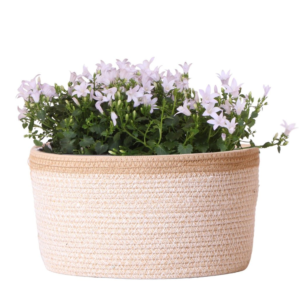 Campanula Addenda Ambella weiß 3er Set – Glockenblume weiß im Baumwollkorb mit Bewässerungsreservoir – Topfgröße 12cm – Plant