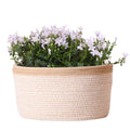 Campanula Addenda Ambella weiß 3er Set – Glockenblume weiß im Baumwollkorb mit Bewässerungsreservoir – Topfgröße 12cm – Plant