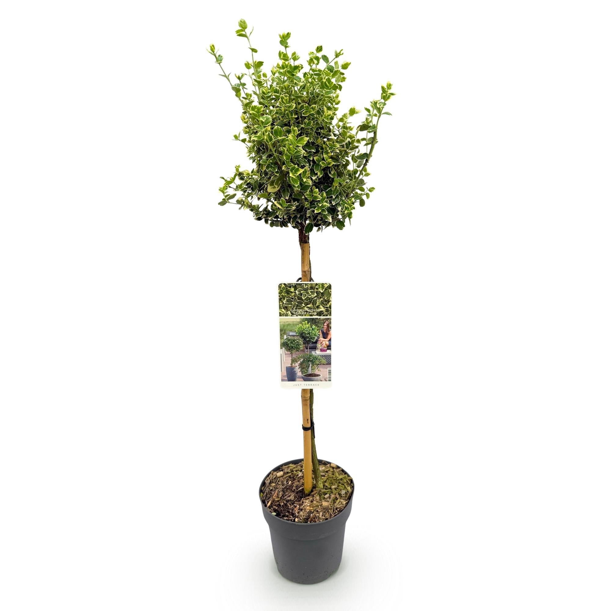 Euonymus fortunei ‘Emerald Gaiety’ – Stamm – Pflanze – Immergrün & winterhart – für Terrasse, Balkon & Garten – pflegeleicht – Ø19cm – Höhe ca. 90cm – Plant