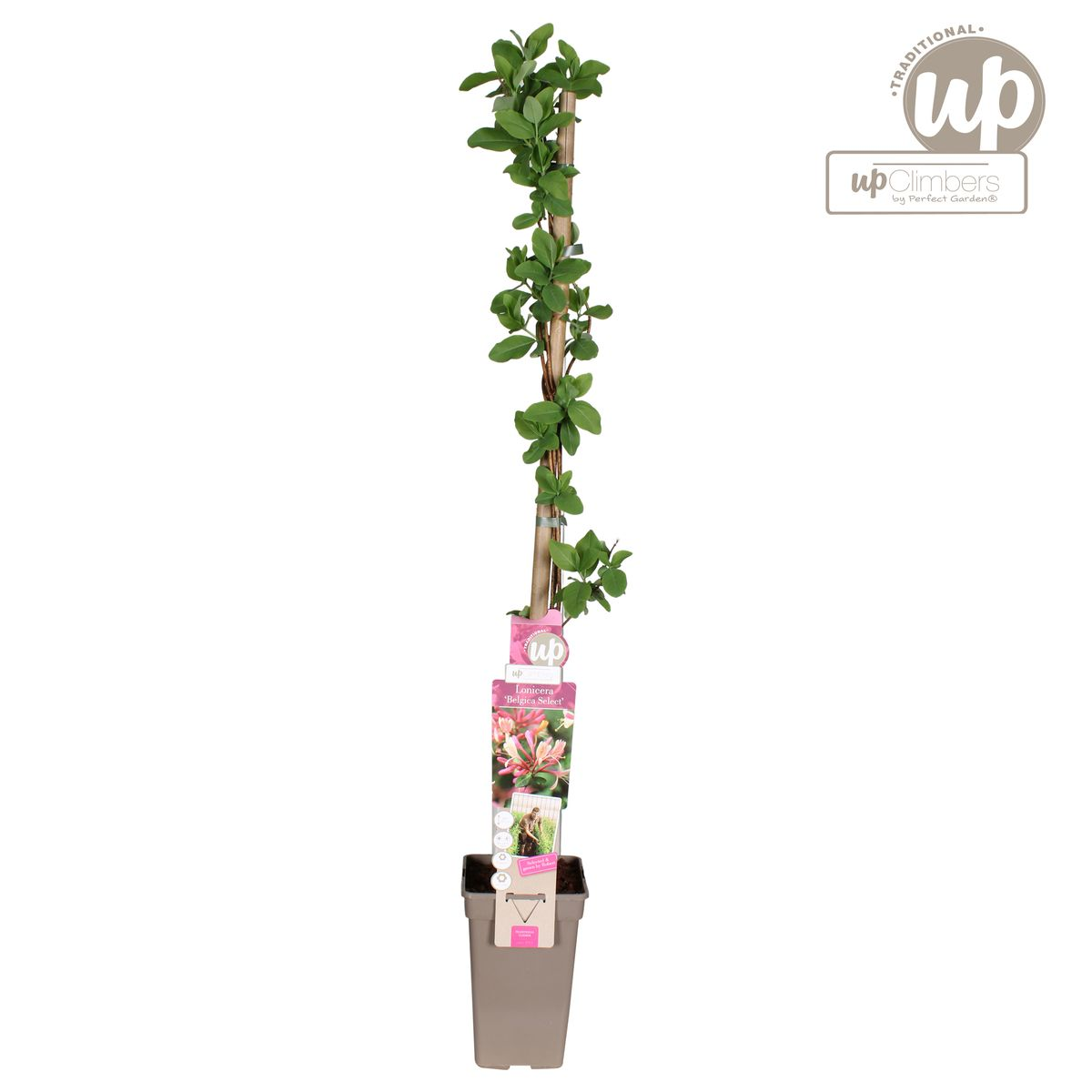 Waldgeißblatt – Lonicera periclymenum ‘Belgica’ – Ø15cm x ↕65cm – Stark duftende Kletterpflanze mit rot – weißen Blüten – Pflegeleicht & winterhart – Plant