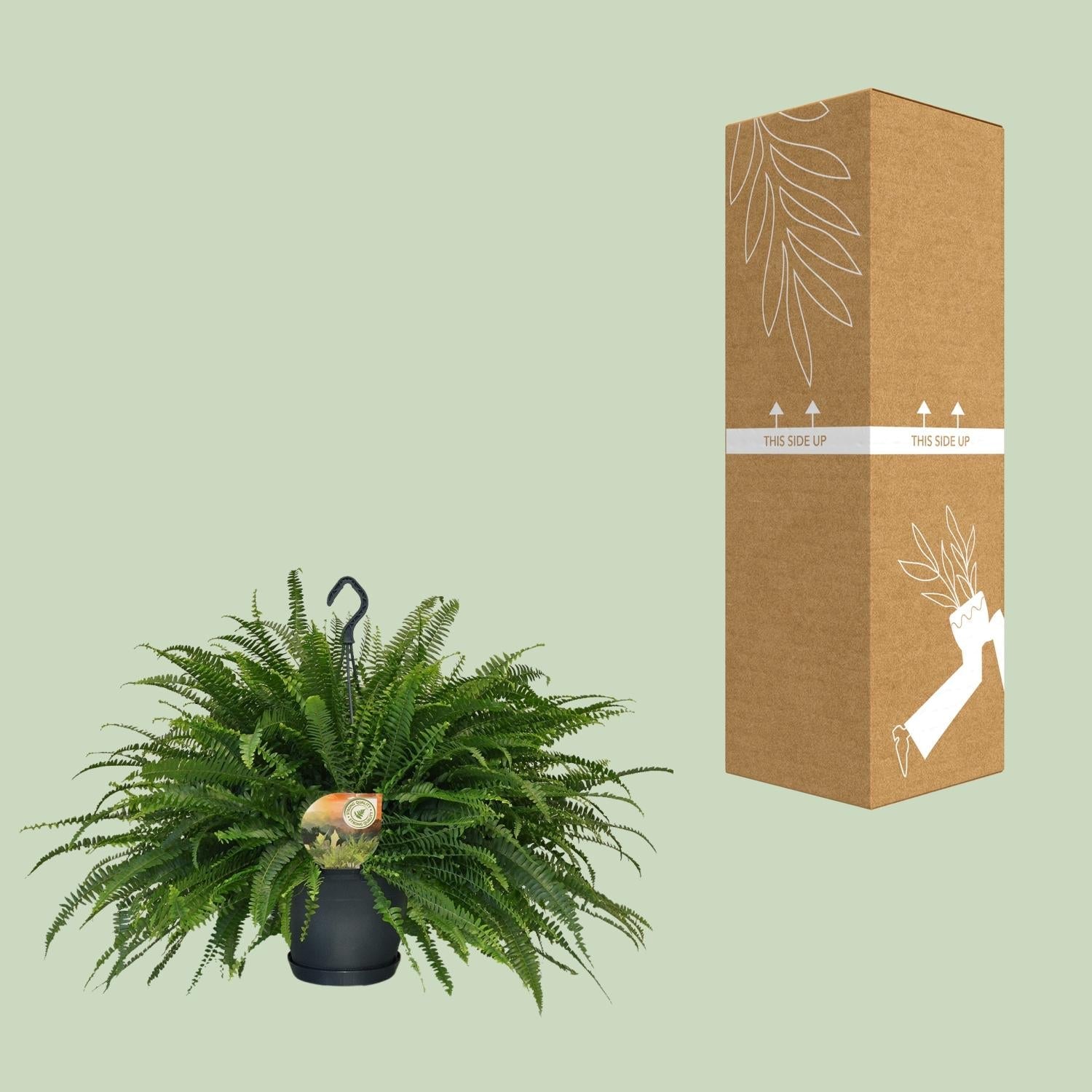 Schwertfarn – Nephrolepis Green Lady – Zimmerpflanze – Ø20cm – ↕60cm – Boston – Farn – Pflegeleicht – Luftreinigend – Plant