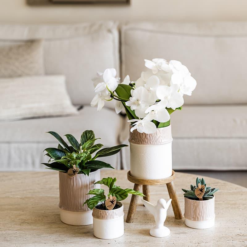 Bamboo Übertopf Sand – Blumentopf Ø9cm – Naturfarbener Pflanztopf mit Bambusstruktur – Moderner Übertopf für Orchideen Zimmerpflanzen & Deko – Pot