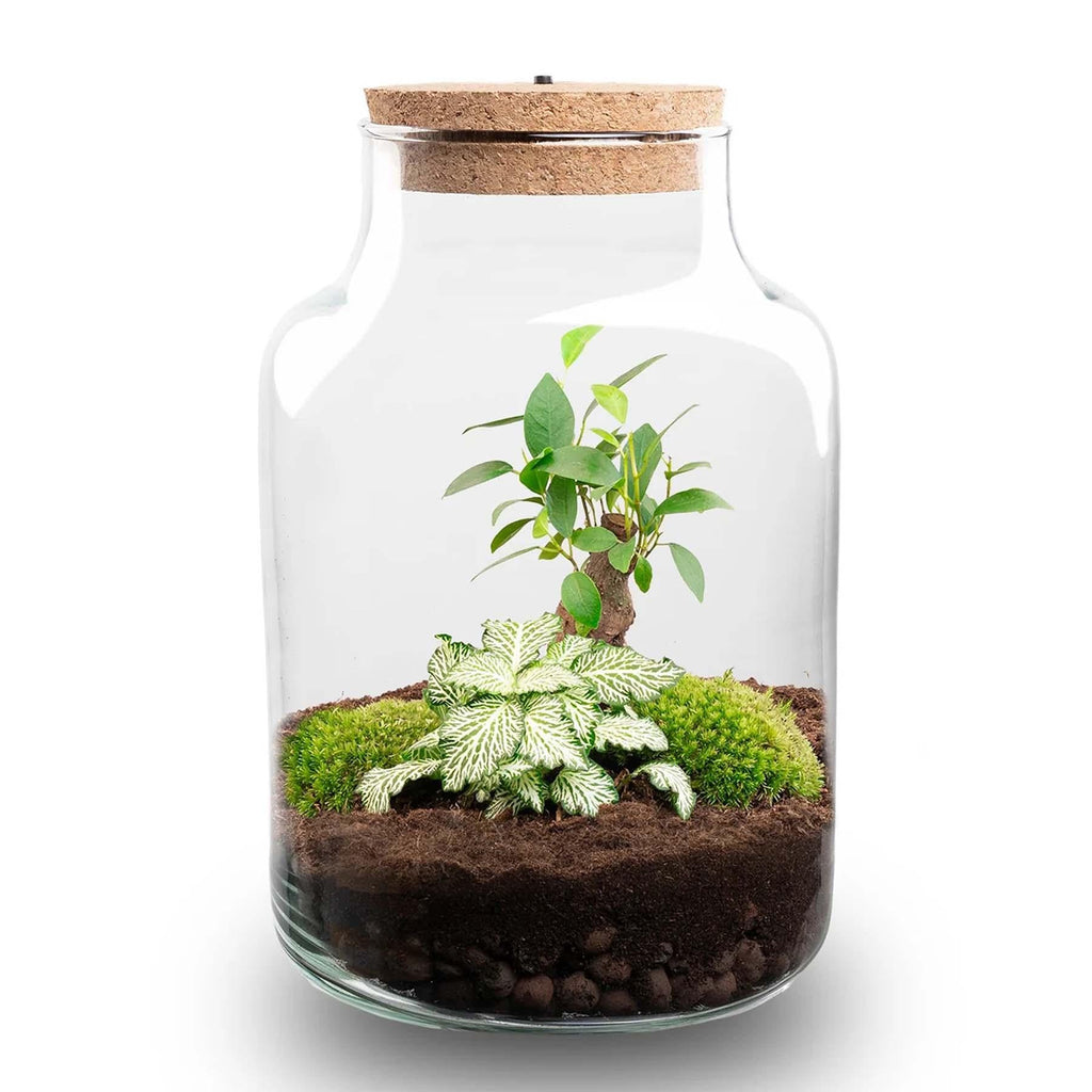 Flaschengarten DIY Bausatz – Terrarium Little Milky mit LED – Kork – Ø17cm x H25cm – Selbstversorgendes Mini – Ökosystem – Plant