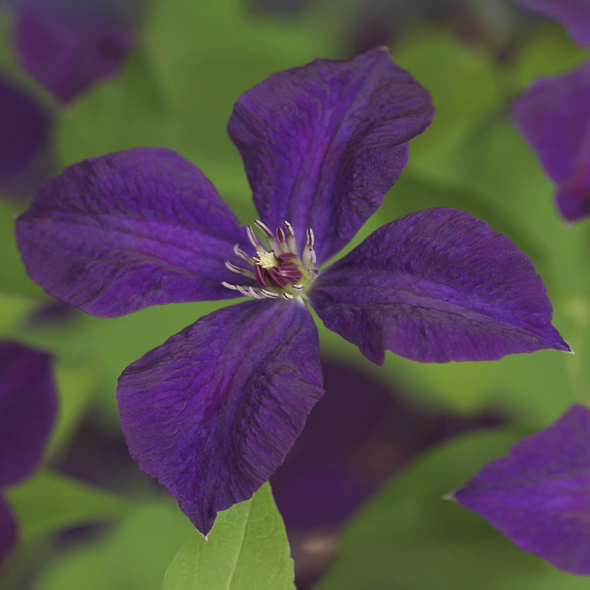 Kletterpflanze Clematis vit. 'Polish Spirit' – Tiefviolette Blüten – 2 Pflanzen – 11cm x H40cm – Bis 3m – Pflegeleicht – Plant