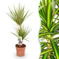 Dracaena Sunray – Drachenblutbaum – 17cm – Höhe 70-75cm – Pflegeleichte Zimmerpflanze in Grün und Gelb für moderne Wohn – und Arbeitsräume – Plant