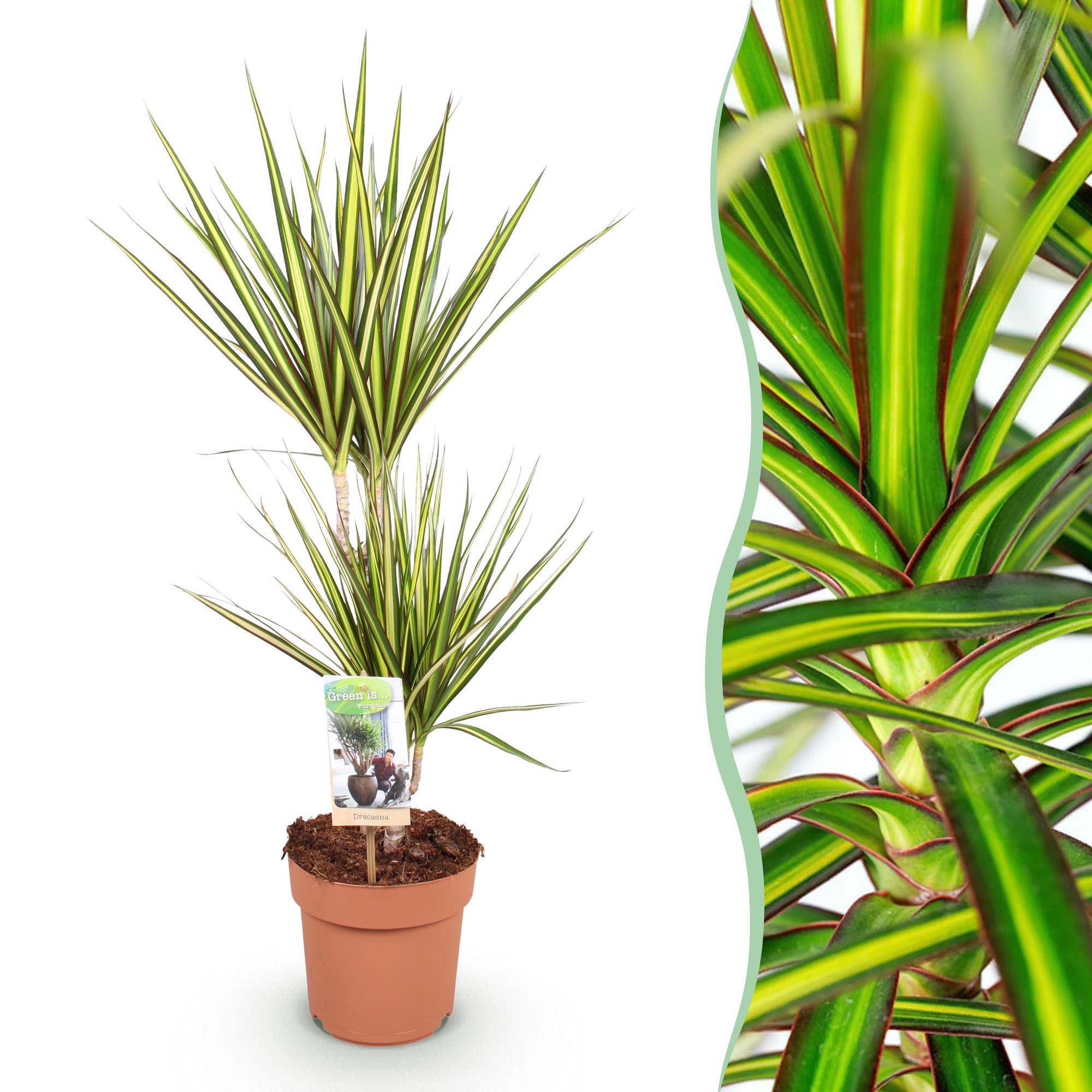 Dracaena Sunray – Drachenblutbaum – 17cm – Höhe 70-75cm – Pflegeleichte Zimmerpflanze in Grün und Gelb für moderne Wohn – und Arbeitsräume – Plant