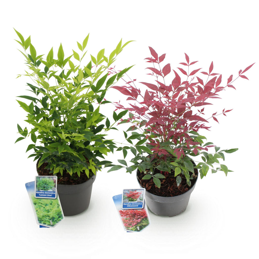 Himmelsbambus Nandina Duo – Gelb & Rot – 2 Pflanzen – Immergrün – Pflegeleicht – 17cm Höhe 45cm