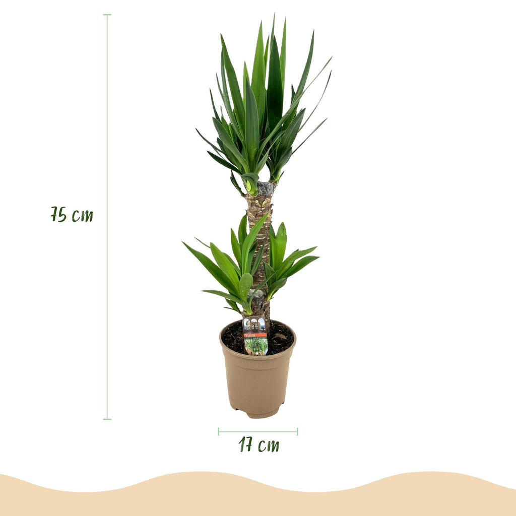 Palmlilie Yucca Elephantipes – 75cm – 17cm – Pflegeleichte Palmlilie mit schmalen, grünen Blättern – Plant