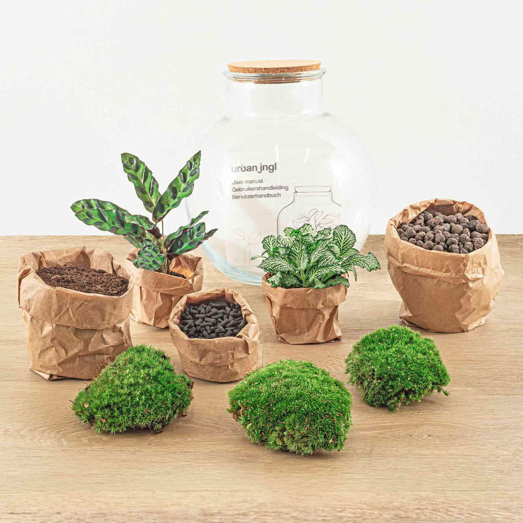 Flaschengarten Teddy – DIY Bausatz Terrarium – ↕26,5cm – Do It Yourself Pflanzen – Set im Glas mit Kork – Autarkes Mini – Ökosystem – Plant