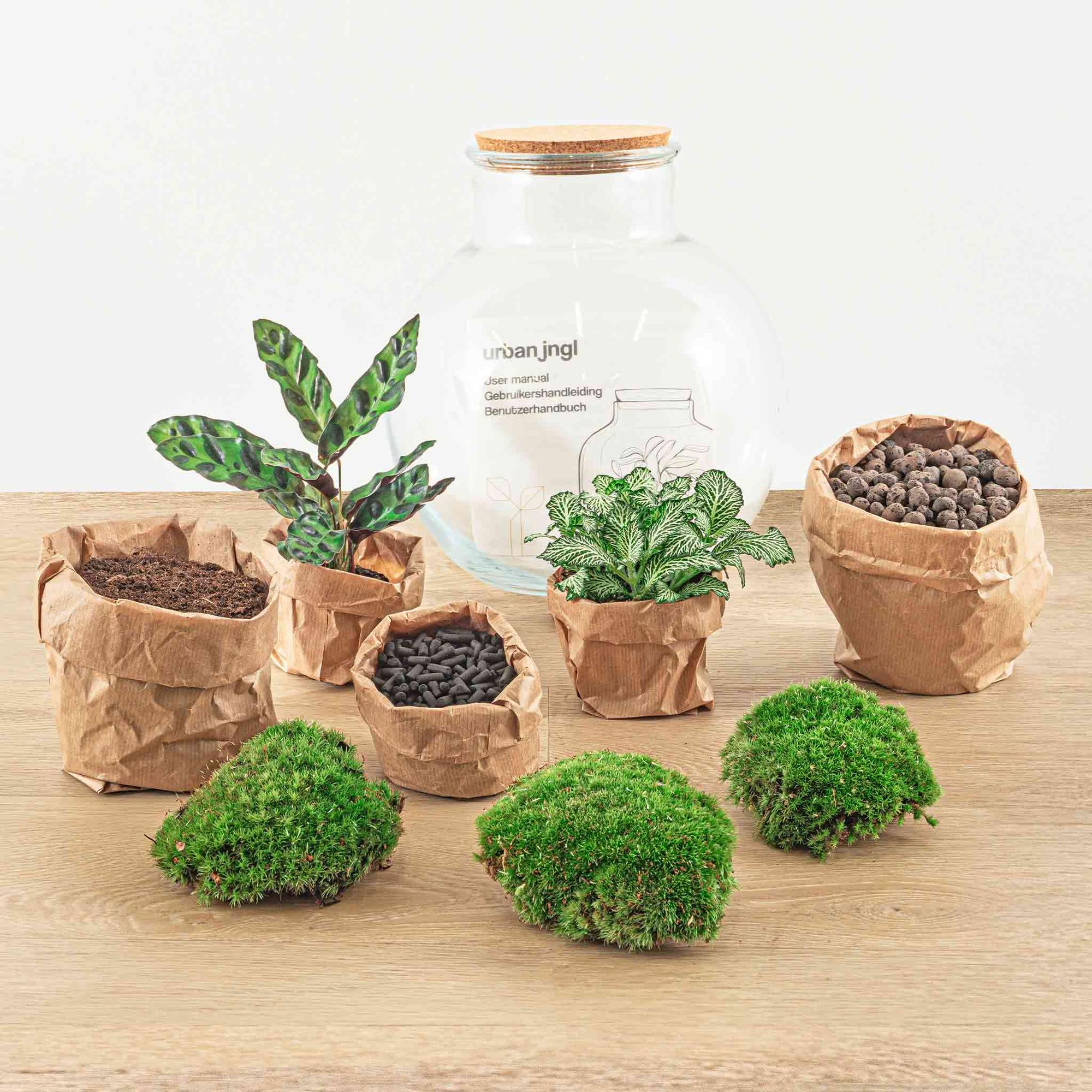 Flaschengarten Teddy – DIY Bausatz Terrarium – ↕26,5cm – Do It Yourself Pflanzen – Set im Glas mit Kork – Autarkes Mini – Ökosystem – Plant