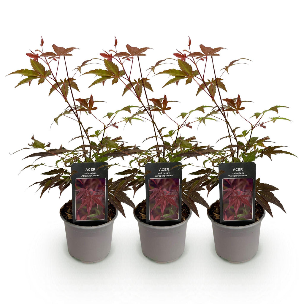 Acer palmatum Atropurpureum – 3 Pflanzen – 12cm – Höhe ca. 35cm – Japanischer Ahorn mit tief lila Blättern & dekorativer Herbstfärbung – Pflegeleicht