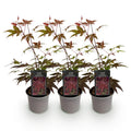 Acer palmatum Atropurpureum – 3 Pflanzen – 12cm – Höhe ca. 35cm – Japanischer Ahorn mit tief lila Blättern & dekorativer Herbstfärbung – Pflegeleicht