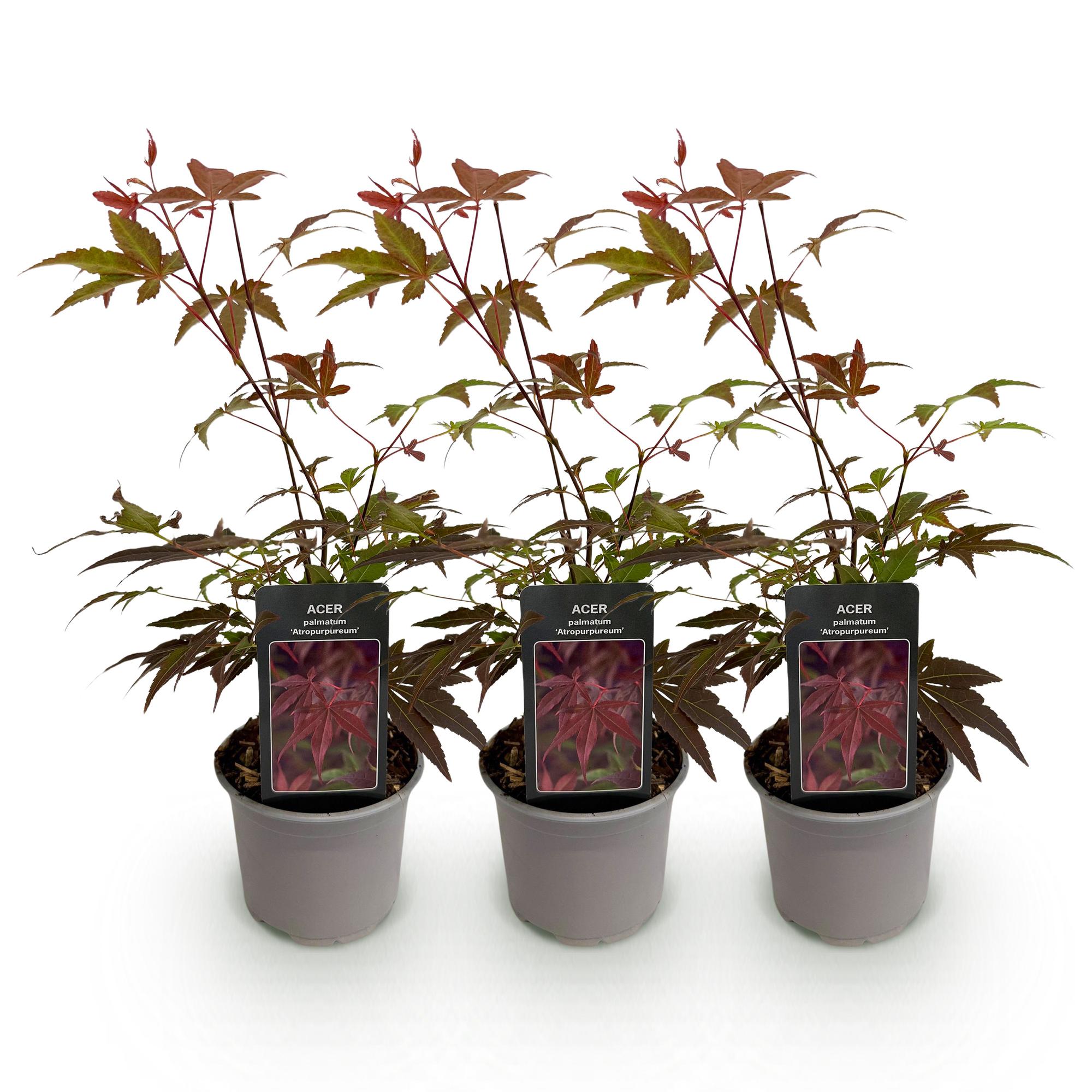 Acer palmatum Atropurpureum – 3 Pflanzen – 12cm – Höhe ca. 35cm – Japanischer Ahorn mit tief lila Blättern & dekorativer Herbstfärbung – Pflegeleicht