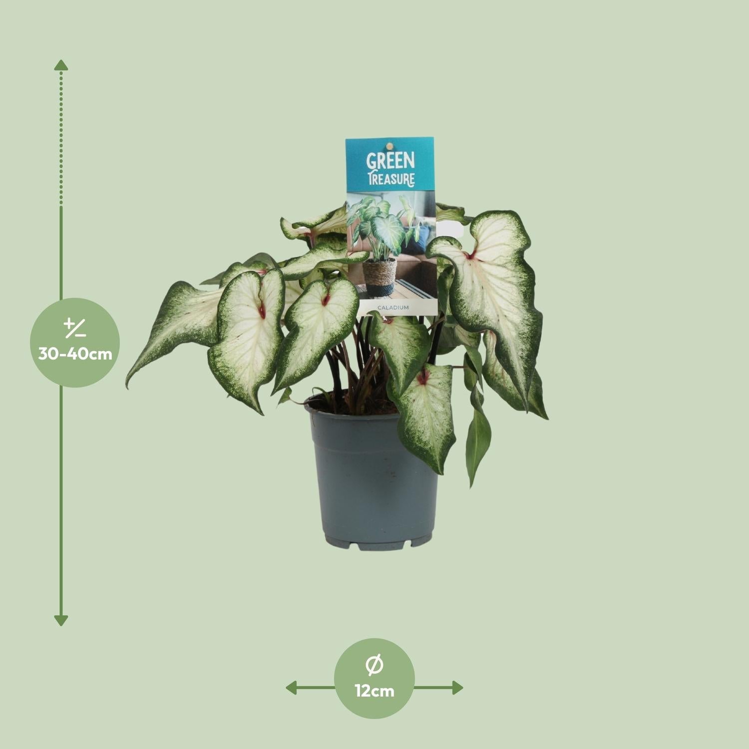 Caladium Weiß – Angel Wings – Ø12cm – ↕25cm – Tropische Zimmerpflanze mit herzförmigen Blättern – Pflegeleicht & dekorativ – Für helle Innenräume – Plant