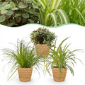Zimmerpflanzen Mix 3er Set Cyperus Calissia Chlorophytum inkl. Naturkorb