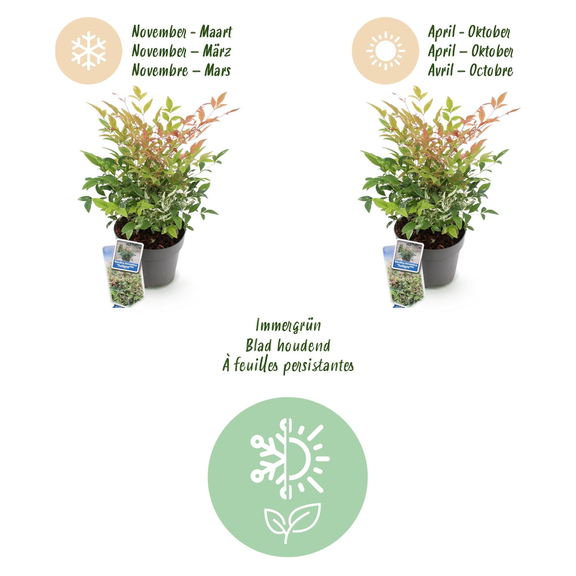Heiliger Bambus Nandina Twilight – 17cm Höhe ca.45cm – Immergrün & farbwechselnd – Bunt rosa Laub – Pflegeleichter dekorativer Zierstrauch – Plant