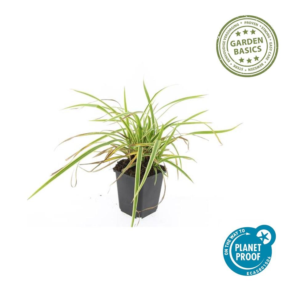 Goldrand Segge Carex morrowii 'Aureovariegata' – ↕10-25cm – Ø9cm – Immergrünes Ziergras & Bodendecker – Winterhart & pflegeleicht – Plant